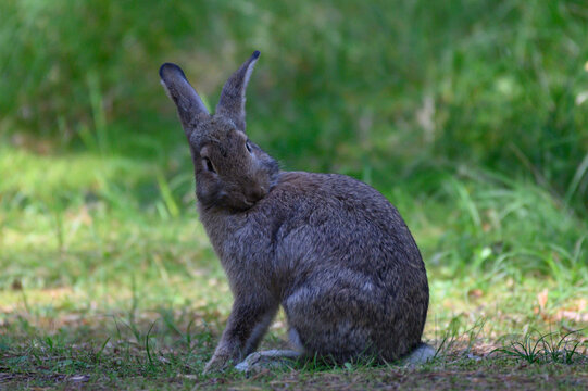 rabbit eats leaf on green grass