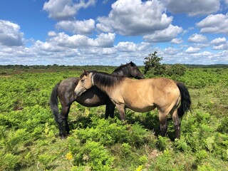 Two ponies standing side by side, New Forest, Hampshire, England, UK