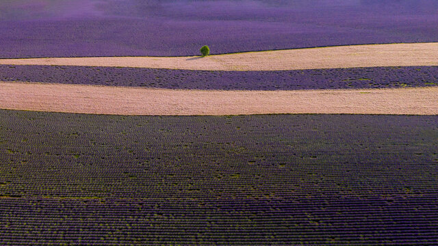 Aerial view of Lavender pink and purple lane field in Valensole with lonely tree