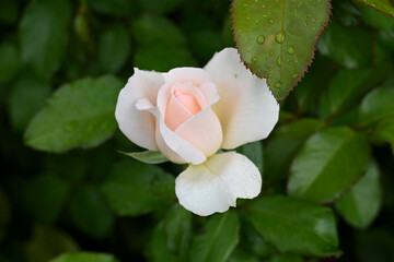floribunda Chandos Beauty - pink rose