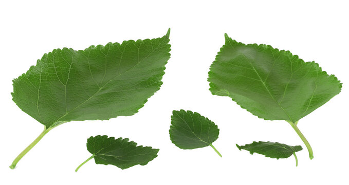 Mulberry leaves isolated on white background