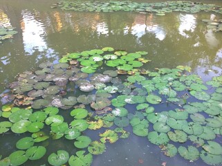 Obraz na płótnie Canvas Lotus leaf in a canal