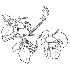 Hand drawn vector of rose flower isolated on white background for coloring page. Black and white  stock illustration of plant for coloring book.