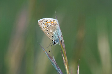 Nahansicht eines Schmetterlings - Bläuling