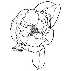 Hand drawn vector of rose flower isolated on white background for coloring page. Black and white  stock illustration of plant for coloring book.