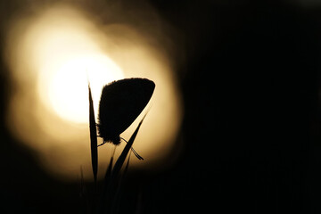 Silhouette eines Schmetterlings beim Sonnenuntergang