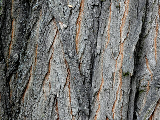 background texture wallpaper using tree bark structure, wood and straw products in Podlasie, Poland