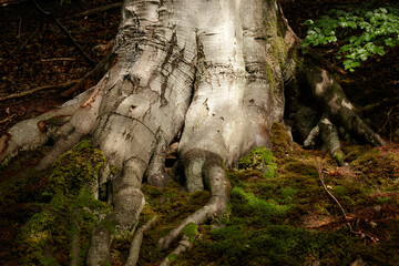 Baum