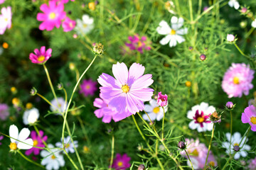 Background of multicolored flowers of Cosmea in the garden