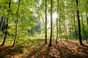 Obraz premium Morgens im Wald