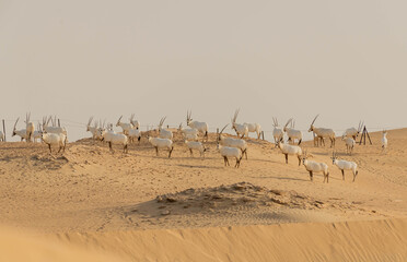 Wild Animal Arabian Oryx in Dubai Desert