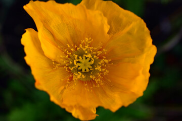 Orange poppy flower close up in the garden in summer