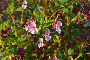 Pink and red flowers of Hydrocera and Impatiens