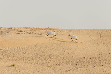 Wild Animal Arabian Oryx in Dubai Desert