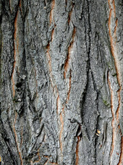 background texture wallpaper using tree bark structure, wood and straw products in Podlasie, Poland