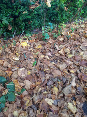 Autumn Leaves on the Ground