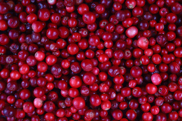 Bright red lingonberry close-up. Berry background.