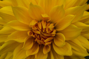 Yellow dahlia blooming in the garden. Beautiful flower.