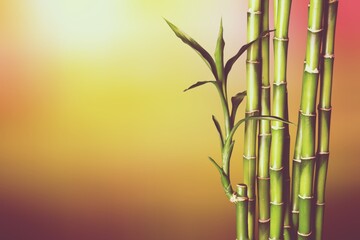 Fototapeta na wymiar Many bamboo stalks on blurred background