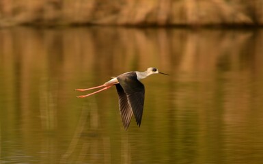 black winged stilt