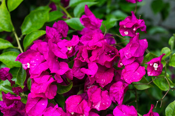 Bougainvillea blooming in the Botanical garden. Beautiful flowers.