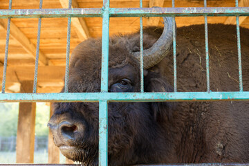European bison - Bison bonasus .in the Moldavian reserve. © Mountains Hunter