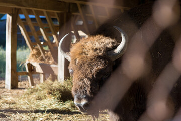 European bison - Bison bonasus .in the Moldavian reserve. © Mountains Hunter