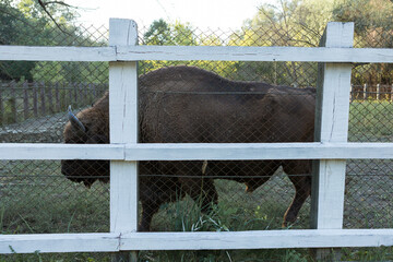 European bison - Bison bonasus .in the Moldavian reserve. © Mountains Hunter