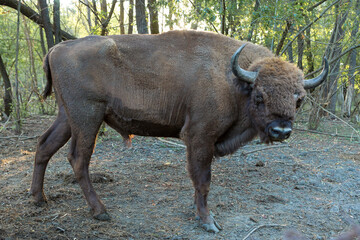 European bison - Bison bonasus .in the Moldavian reserve. © Mountains Hunter