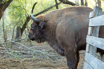 European bison - Bison bonasus .in the Moldavian reserve. © Mountains Hunter