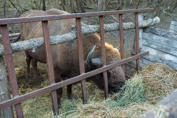 European bison - Bison bonasus .in the Moldavian reserve. © Mountains Hunter