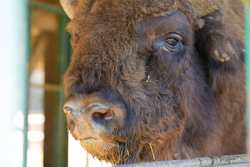 European bison - Bison bonasus .in the Moldavian reserve. © Mountains Hunter