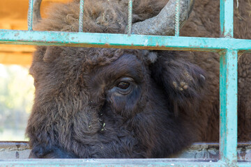 European bison - Bison bonasus .in the Moldavian reserve. © Mountains Hunter