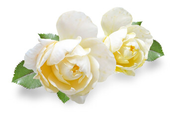two yellow roses isolated on white