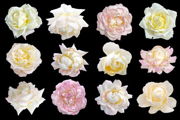 set of pink and white rose flowers isolated on black