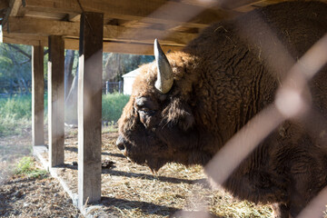 European bison - Bison bonasus .in the Moldavian reserve. © Mountains Hunter