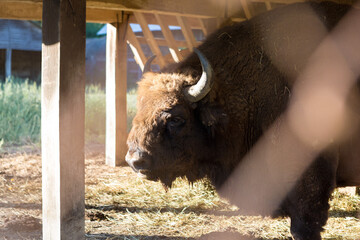 European bison - Bison bonasus .in the Moldavian reserve. © Mountains Hunter