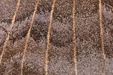 2 - Super macro, poplar hawk moth wing, abstract background texture