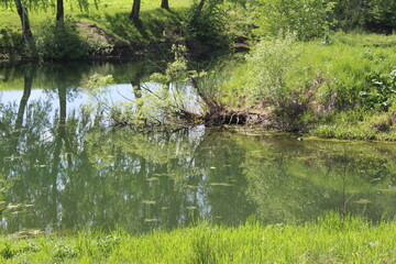 beautiful landscape pond, river with forest in summer