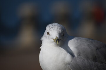 Gaviota.