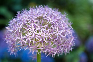 Close up shoot of a Persian Onion in its full blooming splendor