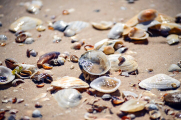 Fototapeta na wymiar Seashells shining in the sun on a sandy beach close up