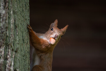 Large ginger squirrel on a tree with a nut in its mouth