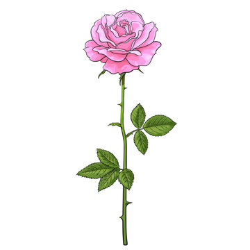 recommend clip art: Pink rose flower fully open with green leaves and long stem. Realistic hand drawn vector illustration in sketch style