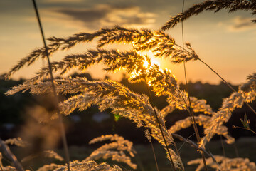 grass on a summer meadow against the backdrop of a bright setting sun