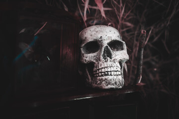 Close-up of a human skull with a closed mouth