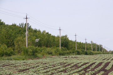 Fototapeta na wymiar edge of the field, along the power line