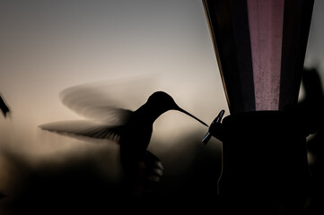 Silhouette of a Hummingbird 