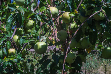 apple tree branches covered with fruits, rich harvest