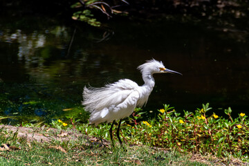 Snowy Egret, a member of the heron family, fluffs its feathers while standing near a lake. Adults are white with yellow lores between the long black bill and eye, black legs and bright yellow feet.